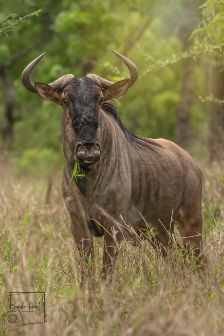 Gnoe (wildebeest) 