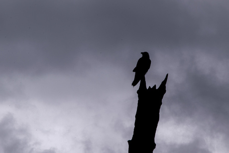 Dark Omen in Yellowstone