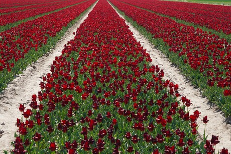 Tulpenveld .