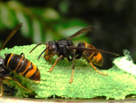 aziatische hoornaar ssp nigrithorax....tsja wie zei ooit...What's in a name