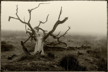 Gevallen, in de mist