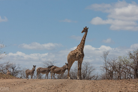 Overstekende giraffe met gevolg