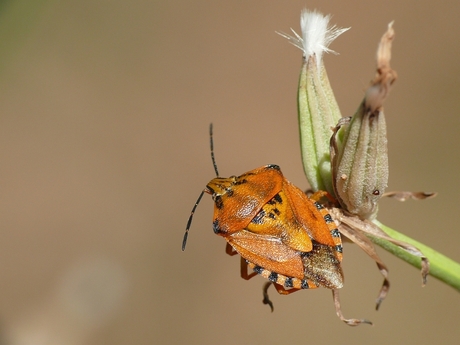 Carpocoris mediterraneus