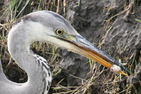 Reiger met zijn vangst