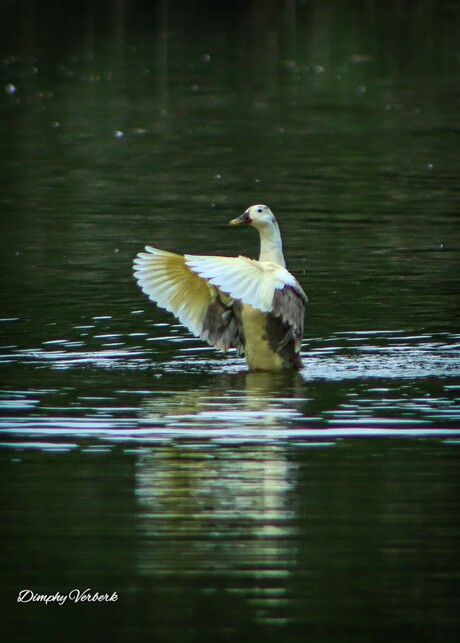 Dansen op het water....