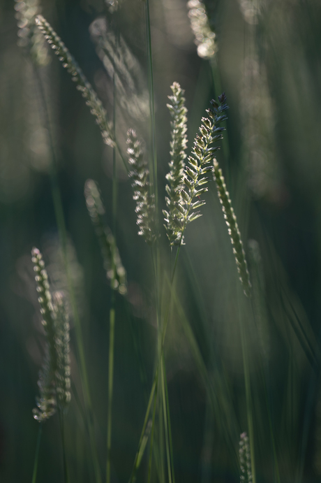 Dansend gras in de avondzon