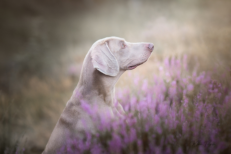  Lost in the Beauty of the Heather Fields 