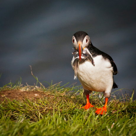 Puffin-2012.jpg