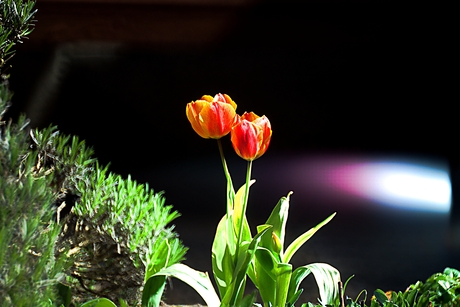 Tulpen in tegenlicht