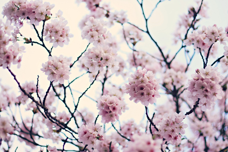 blossom here