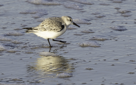 Drieteenstrandloper