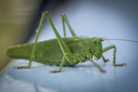Grote groene sabelsprinkhaan