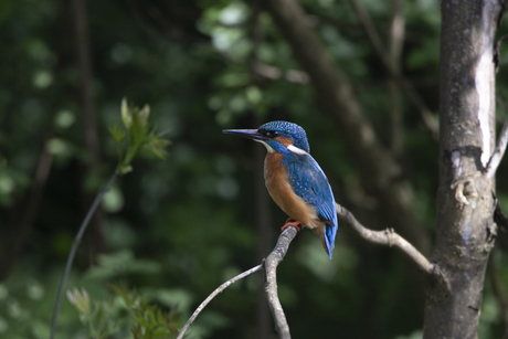 IJsvogel 