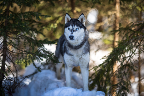 Siberische Husky
