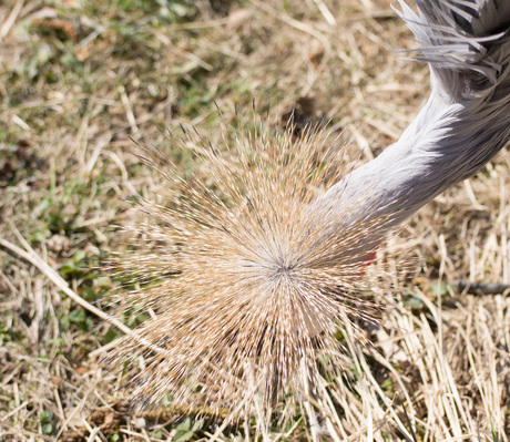 Kroonkraanvogel