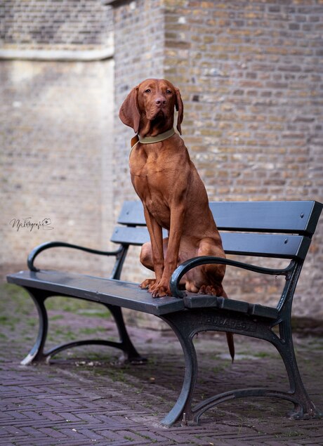 Vizsla met uitstraling 