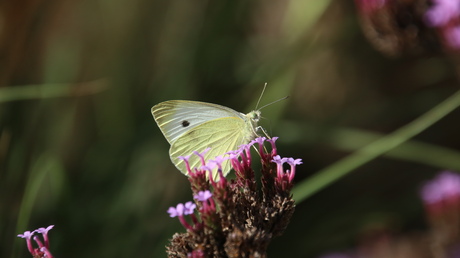 Eigen tuin