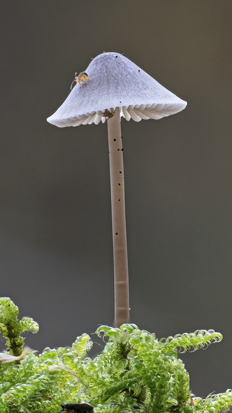 Grote bloedsteelmycena