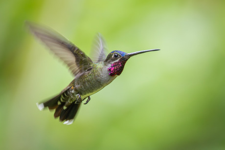 Langsnavelsterkeelkolibrie in vlucht