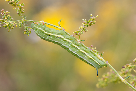 Rups op geel walstro.