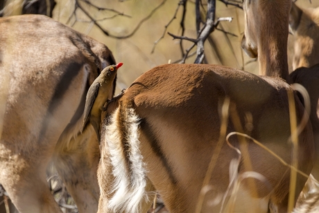 Botswana 101