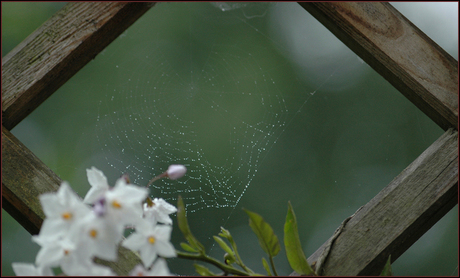 Verlaten spinnenweb