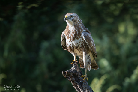 Buizerd