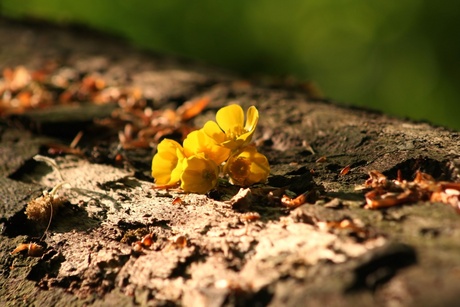 Bloemetjes op omgevallen boom