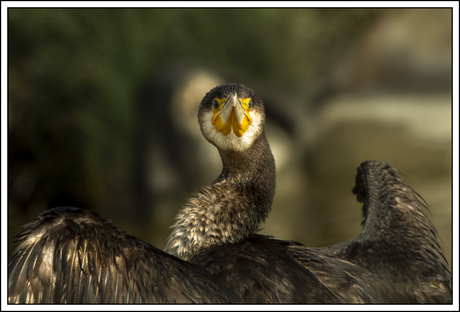 Aalscholver kijk recht in e lens
