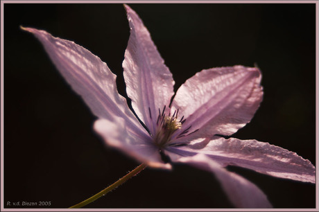 Clematus