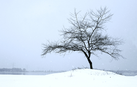 Eenzame boom in winter