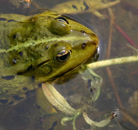 Groene kikker close