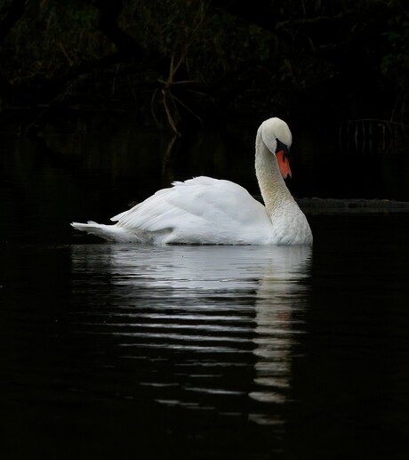 Sierlijkheid is eenvoud