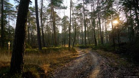Winters zonnetje in het bos