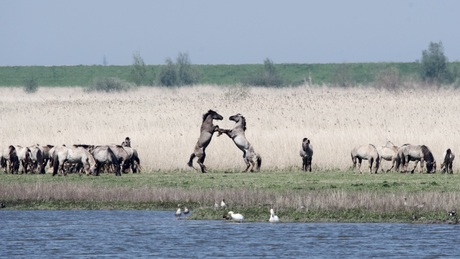 Oostvaardersplassen