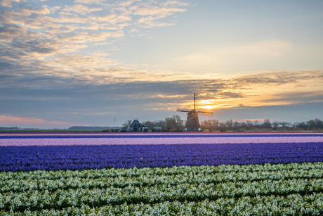 Zonnestraal dringt door de wieken van de molen