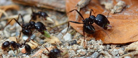 Macro de Mier