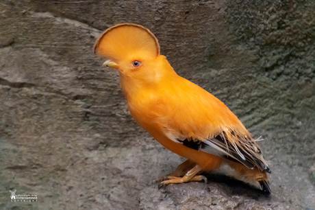 Oranje Rotshaan