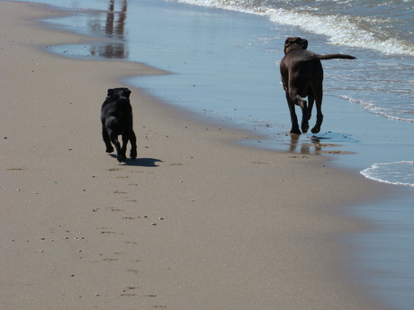 Saar & Rolo op 't strand