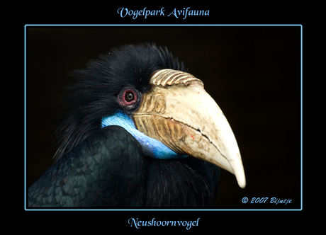 Neushoornvogel