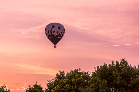 Panda Ballon WWF