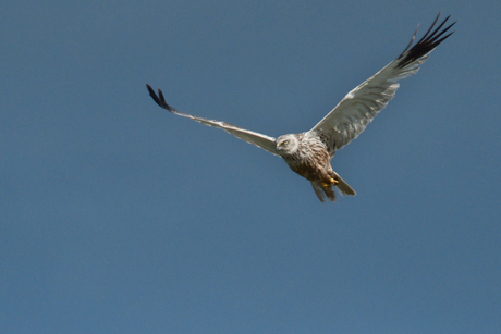 Bruine Kiekendief op jacht 