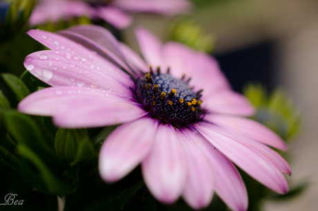 Zomer gevoel