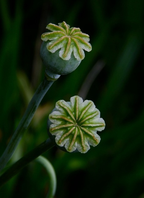 uit eigen tuin