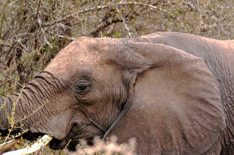 Krugerpark olifant.jpg
