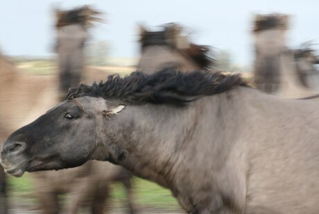 wild horses