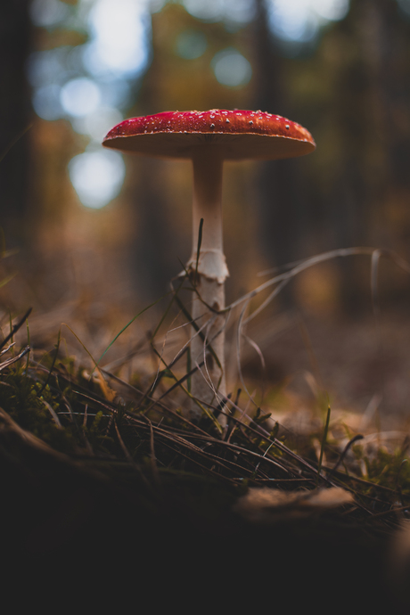 Amanita Muscaria