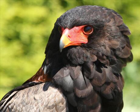 Roofvogeldag in Den Ham