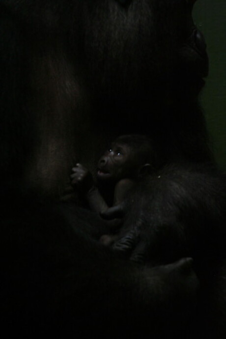 Geboorte in Blijdorp