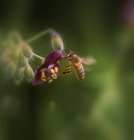 Buzzy Bee